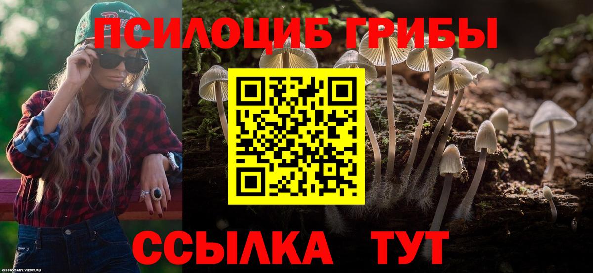 Сосновый Бор  Галлюциногенные грибы Cubensis  Вход с VPN 