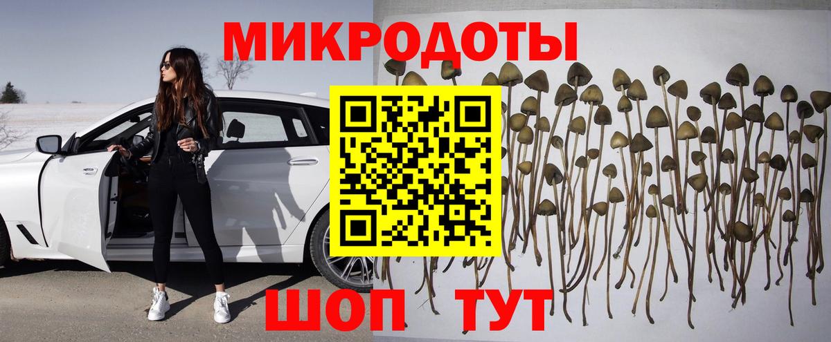 Галлюциногенные грибы Psilocybe Сосновый Бор